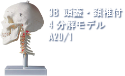 3B頭蓋・頚椎付4分解モデルA20/1