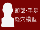 頭部・手足経穴模型