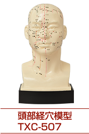頭部経穴模型TXC-507