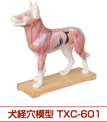 犬経穴模型TXC-601
