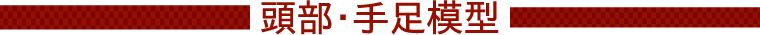 頭部・手足経穴模型