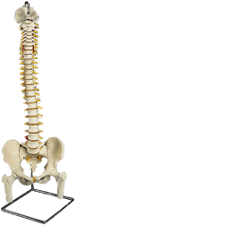 3B脊椎可動型モデル大腿骨付A58/2