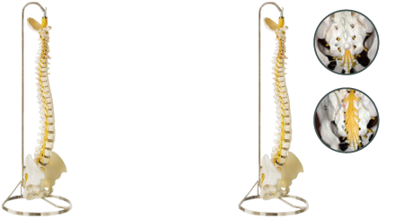 ソムソ脊椎模型