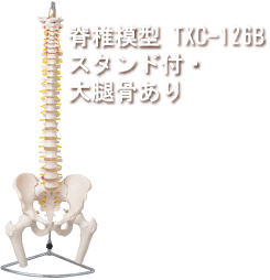 脊椎模型TXC-105Bスタンド付き・大腿骨あり