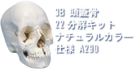 3B頭蓋骨22分解キットナチュラルカラー仕様A290