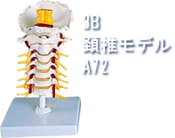 3B頚椎モデルA72