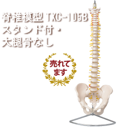 脊椎模型TXC-105Bスタンド付き・大腿骨なし