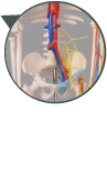 主要な動脈・静脈・神経紺付き骨格模型。ミニ全身骨格模型TXC-102B