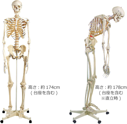 3B社の全身骨格模型