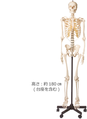 ドイツソムソ社製全身骨格模型