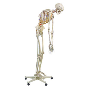 3B �g�t���b�h�h���i���f�� A15