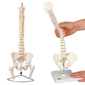 脊椎模型イメージ