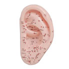 耳経穴模型