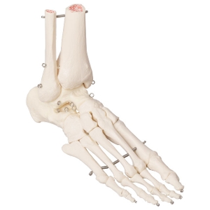 3B 足の骨モデル A31