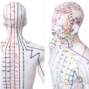鍼灸経穴人体模型