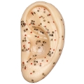 耳経穴模型　7cm　TXC-508C