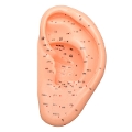 耳経穴模型 TXC-508A