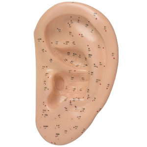 耳経穴模型 TXC-508D 40cm