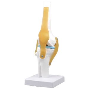 膝関節模型 TXC-111