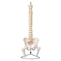 脊椎模型 TXC-126B スタンド付・大腿骨あり