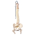 3B 脊椎可動型モデル 大腿骨付 A58/2