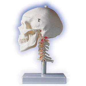 3B 頭蓋・頚椎付 4分解モデル A20/1