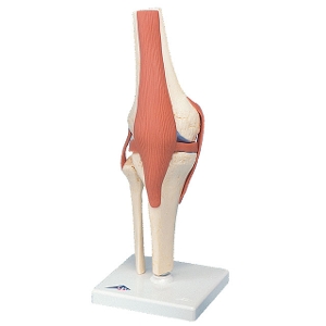 3B 膝関節 機能デラックスモデル A82/1