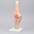 【アウトレット】 膝関節模型 TXC-111