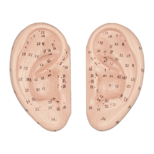 耳経穴模型 7cm(左右セット) WY-2002